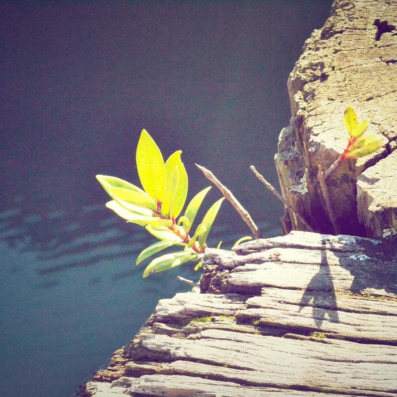 Copenhagen Esstisch Eiche - Bild 4