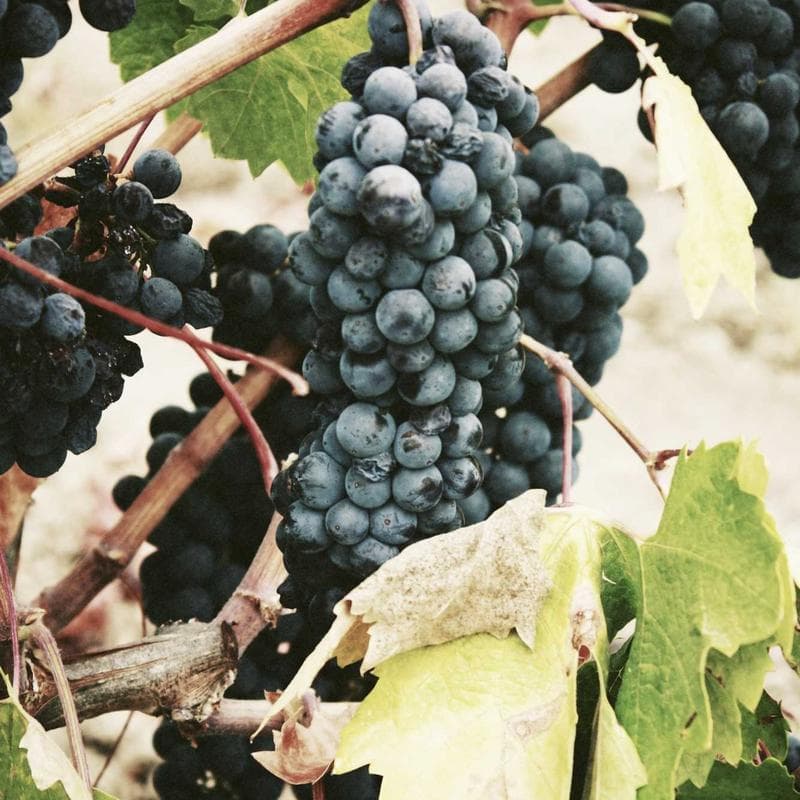 Tromsø Bücherregal Teak - Bild 2